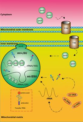 Potential of Mitochondrial Ribosomal Genes as Cancer Biomarkers Demonstrated by Bioinformatics Results